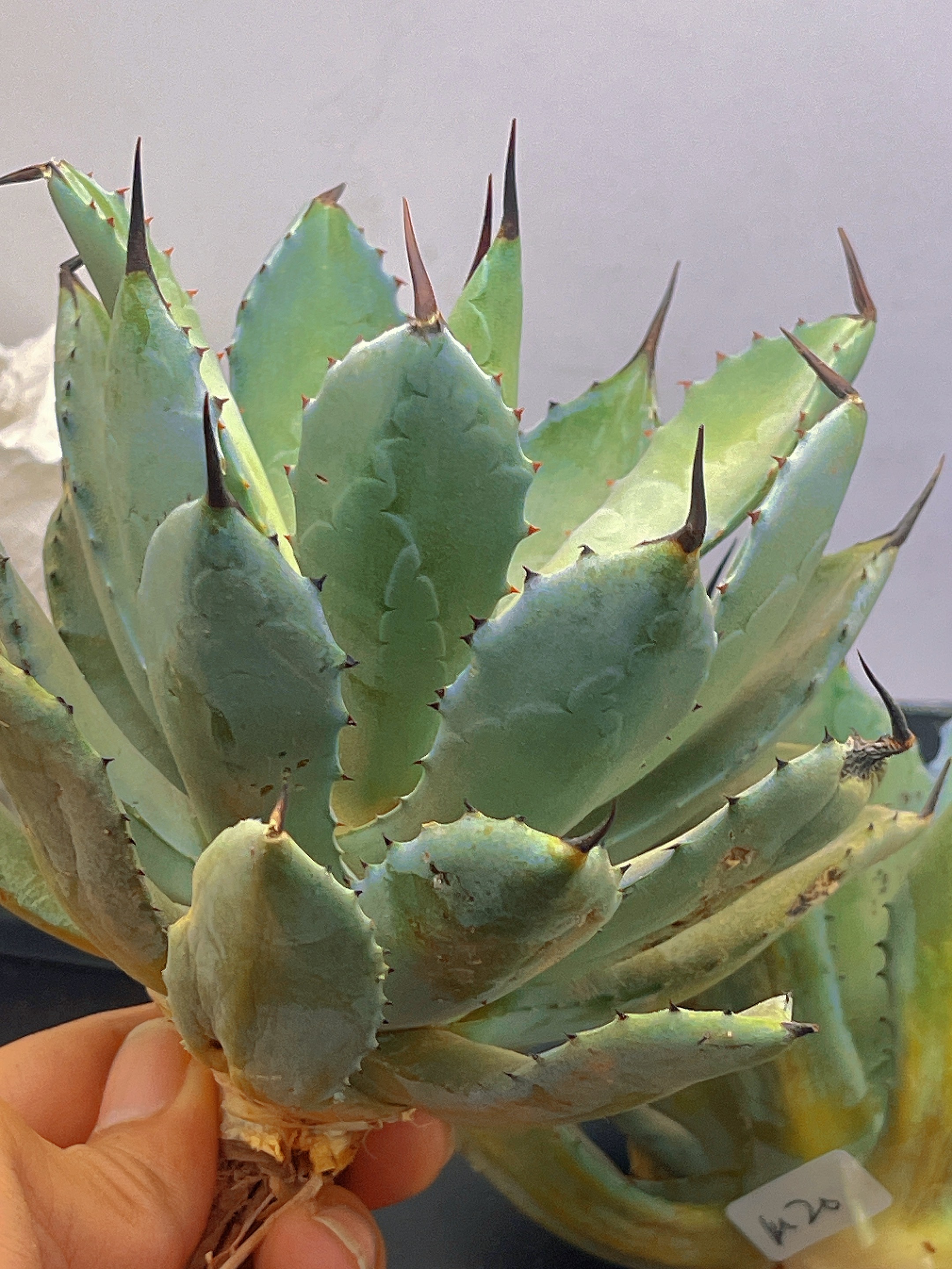 楽天市場】アガベ ハイブリッド甲蟹 &屈原 赤刺 イシスメンシス-BIUE葉