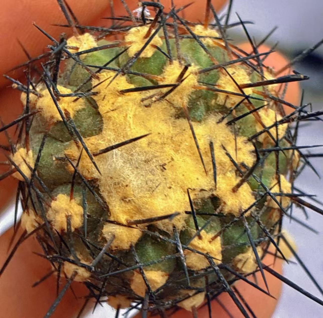 楽天市場】サボテン 黒王丸の通販