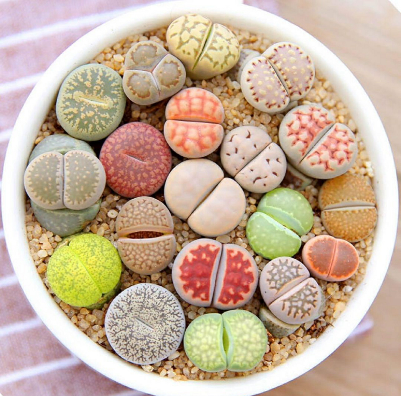 楽天市場】リトープス 厳選美品 色組み合わせ 大株 3年の苗1.5-2cm