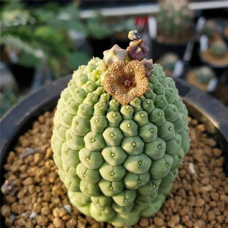 楽天市場】仏頭玉 希少ラリレアキア カクティフォルメ ガガイモ 3-5cm