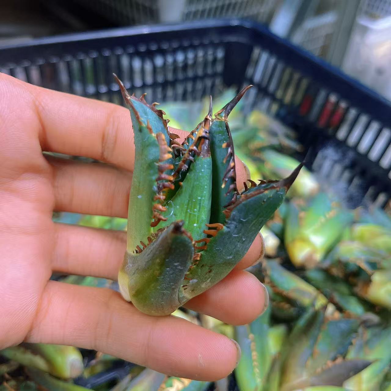 楽天市場】アガベ チタノタ シーザー 凱撒 優良血統超極上棘 美株 1株