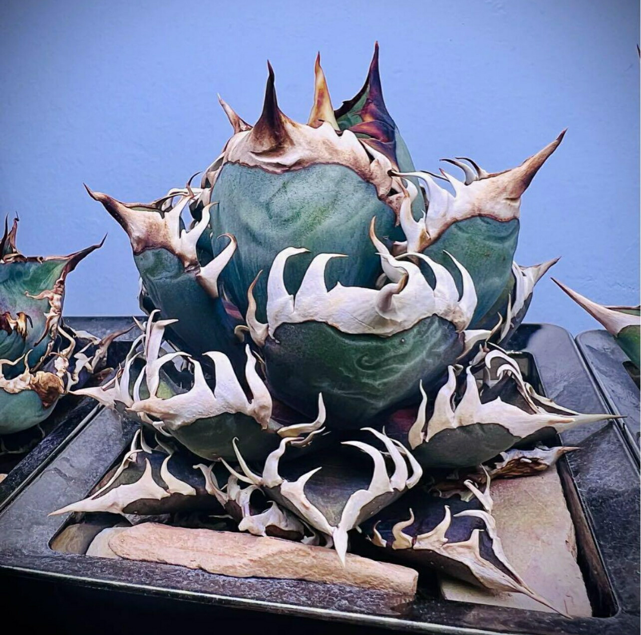 楽天市場】アガベ チタノタ ゴリ猫 赤猫 優良血統 希少な品質 4cm-6cm