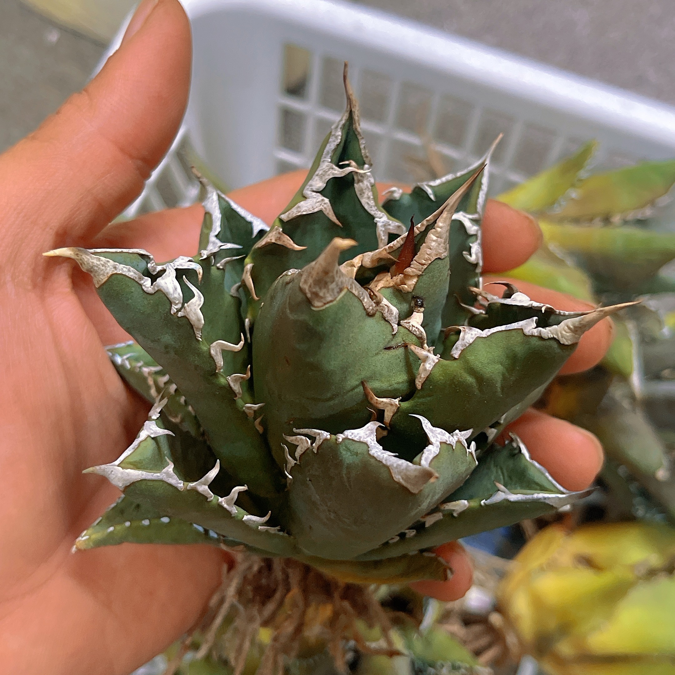 Lj_plants】Z518 アガベ チタノタ 白鯨 強棘 包葉形 美株 綺麗株 大株