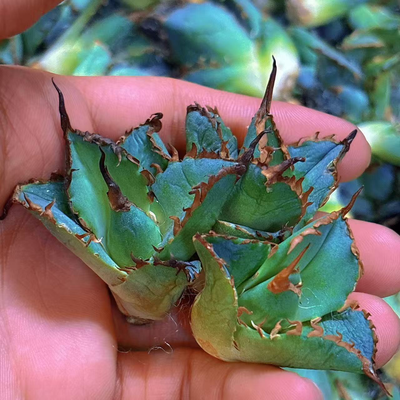 楽天市場】アガベ チタノタ シルバーシャークソード 银翼 鯊魚劍 約4cm