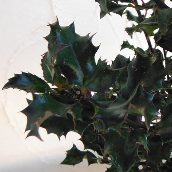 楽天市場】花木 庭木の苗/西洋ヒイラギ：ブループリンス6号ポット