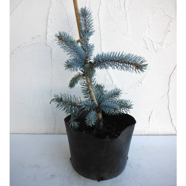 楽天市場】プンゲンストウヒの通販