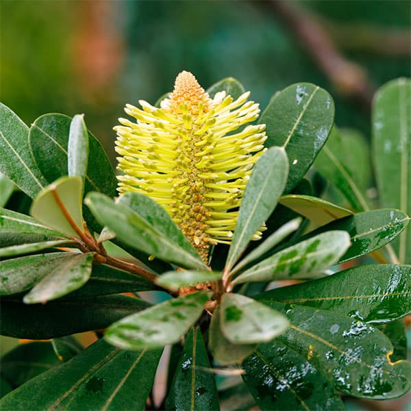 植木 盆栽 バンクシア」の人気商品一覧 | 安い商品を通販サイトから