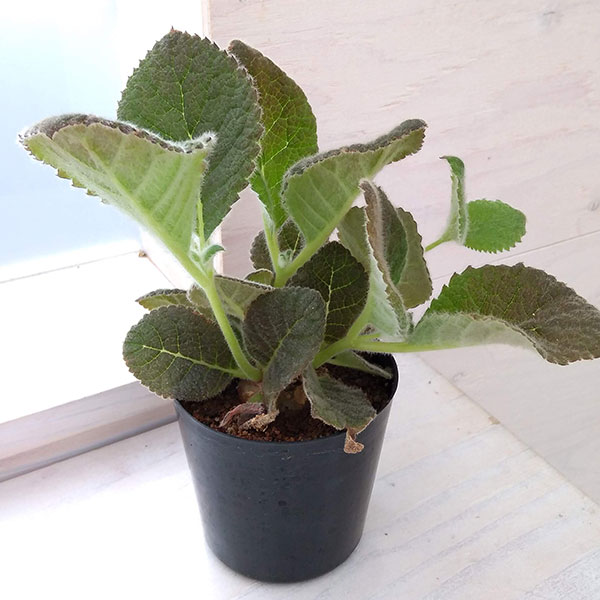 楽天市場】シンニンギアの通販