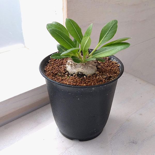 楽天市場】パキポディウム 恵比寿笑いの通販