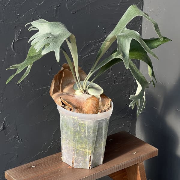 楽天市場】観葉植物/ビカクシダ（コウモリラン）：バイーア 斑入り