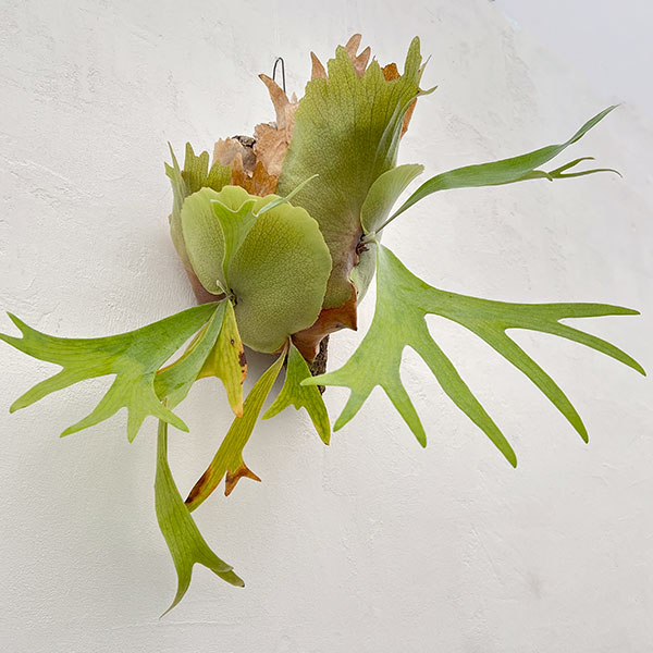 楽天市場】観葉植物/[送料無料]（わけあり特価）ビカクシダ（コウモリ