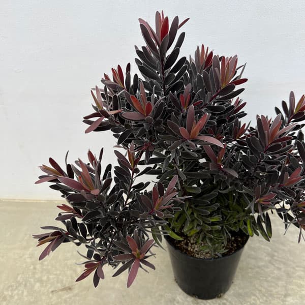 楽天市場】花木 庭木の苗/リューカデンドロン：デュリフ（黒リューカ