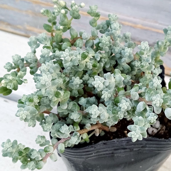 楽天市場】セダム スプリウムの通販