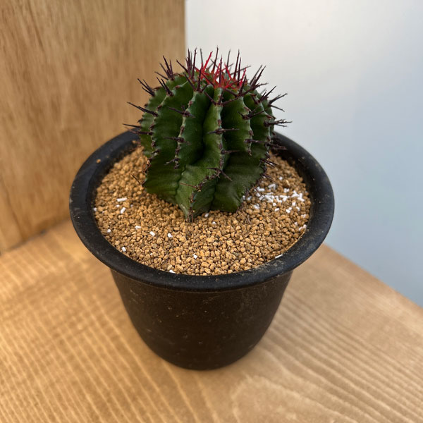 楽天市場】トリゴナ（花・ガーデン・DIY）の通販