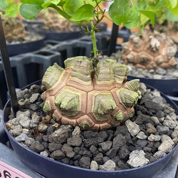 楽天市場】観葉植物/ディオスコレア（亀甲竜）：エレファンティペス