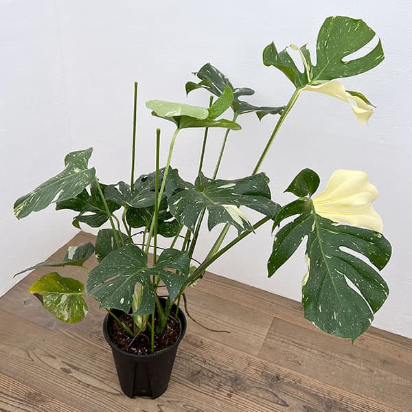 楽天市場】観葉植物/モンステラ：デリシオーサ：タイコンステ