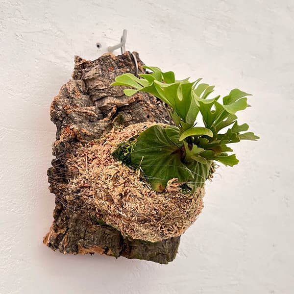 楽天市場】観葉植物/[ザ・ファームセレクト]ビカクシダ（コウモリラン