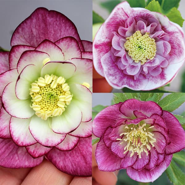 楽天市場】クリスマスローズ：クレオン交配ダブルセミミックス3号