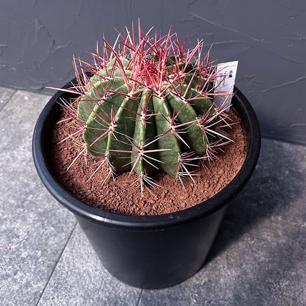 楽天市場】観葉植物/フェロカクタス：赤鳳 8号鉢植え : 園芸ネット プラス