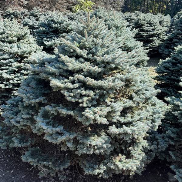 楽天市場】ピセア プンゲンストウヒ ホプシー（植木｜ガーデニング