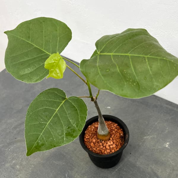 楽天市場】ボンバックス（観葉植物｜花・観葉植物）：花・ガーデン