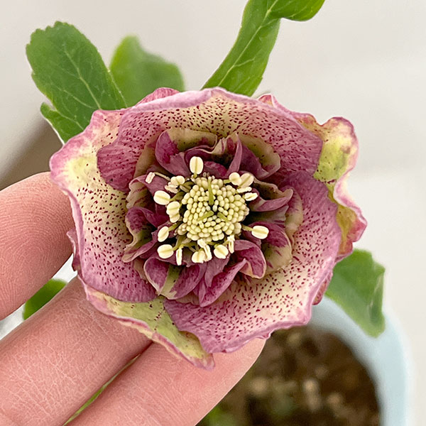 楽天市場】大木 ナーセリー クリスマス ローズの通販