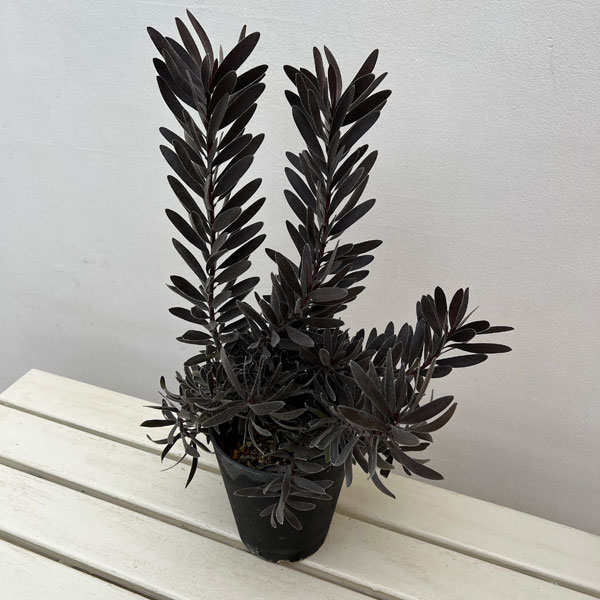 楽天市場】リューカデンドロン デュリフ（花・ガーデン・DIY）の通販