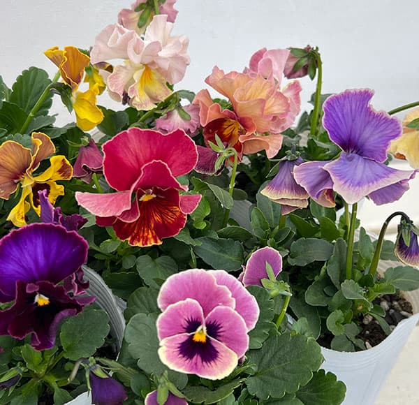 楽天市場】パンジー フリルの通販