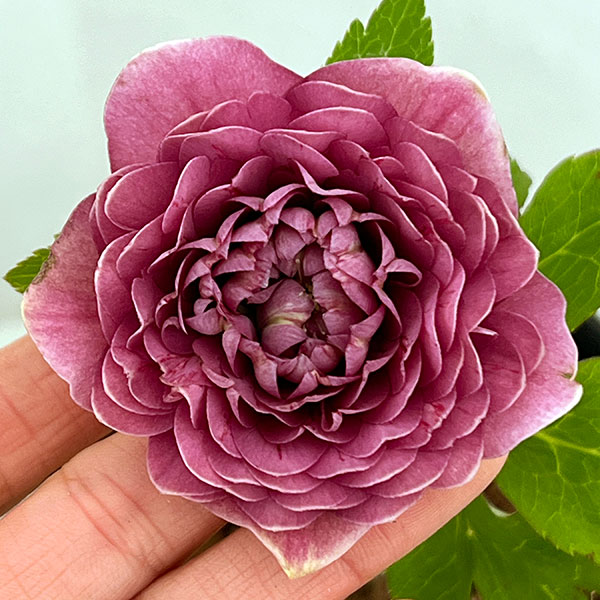 楽天市場】クリスマスローズ 多弁ダブル ピンク ピコティ系 大苗 : お