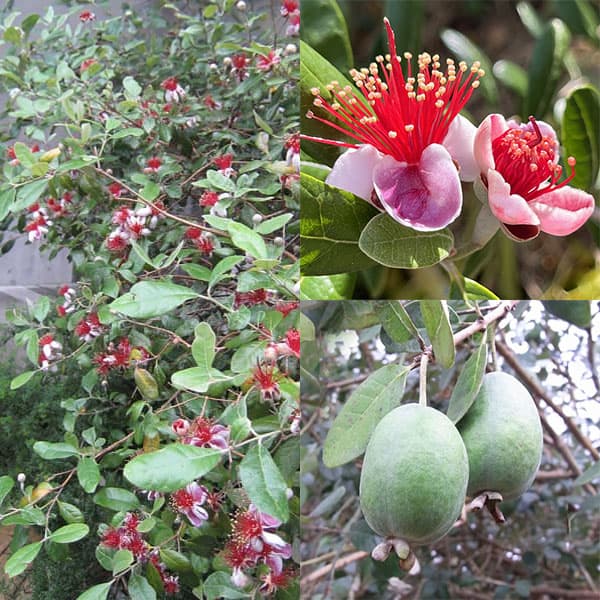 楽天市場】フェイジョア クーリッジの通販