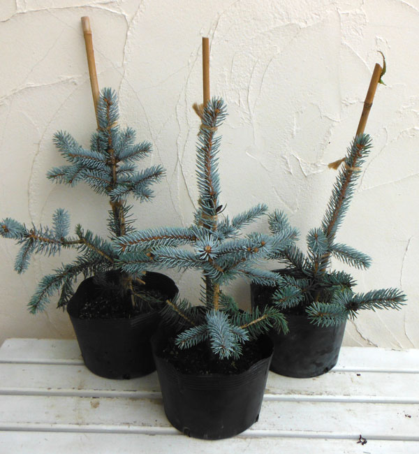 楽天市場】花木 庭木の苗/ピセアプンゲンス（プンゲンストウヒ