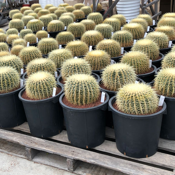 楽天市場】観葉植物/サボテンの王様：金シャチ（キンシャチ・金鯱）12