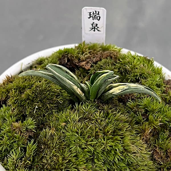 楽天市場】観葉植物/オモト（万年青）：瑞泉・鉢植え／もえ白S・皿付