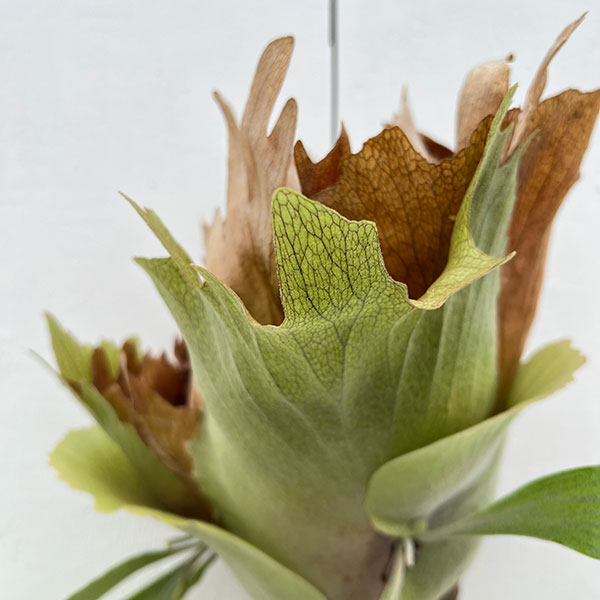 楽天市場】観葉植物/[送料無料]（わけあり特価）ビカクシダ（コウモリ