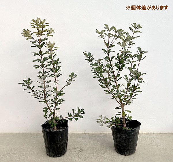 楽天市場】花木 庭木の苗/バンクシア：セイラ7号ポット : 園芸ネット