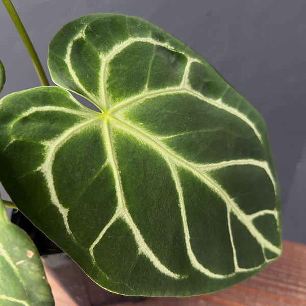 楽天市場】観葉植物/（わけあり特価）アンスリウム：ドラヤキ×クリスタ