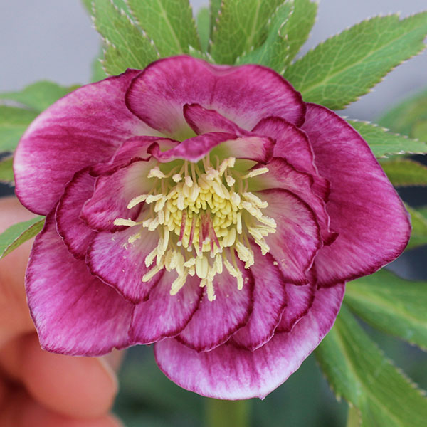 楽天市場】クリスマスローズ：クレオン交配ダブルセミミックス3号