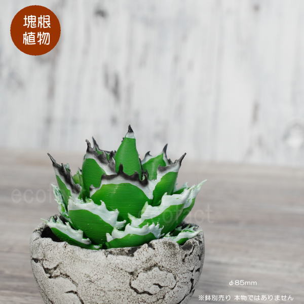 楽天市場】フェイクグリーン 3D フィギュア アガベ チタノタ ブラック