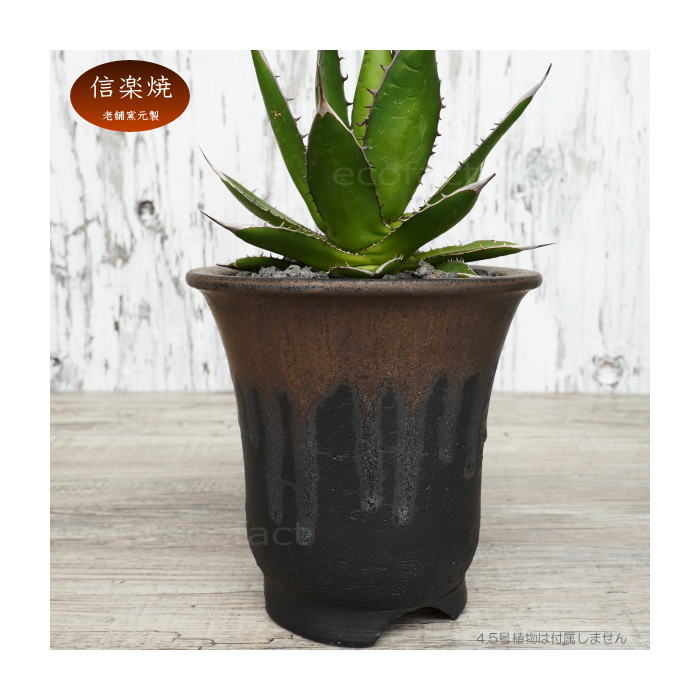 楽天市場】陶器鉢 植木鉢 底穴あり 4.5号高脚スリム 金彩 ブラック