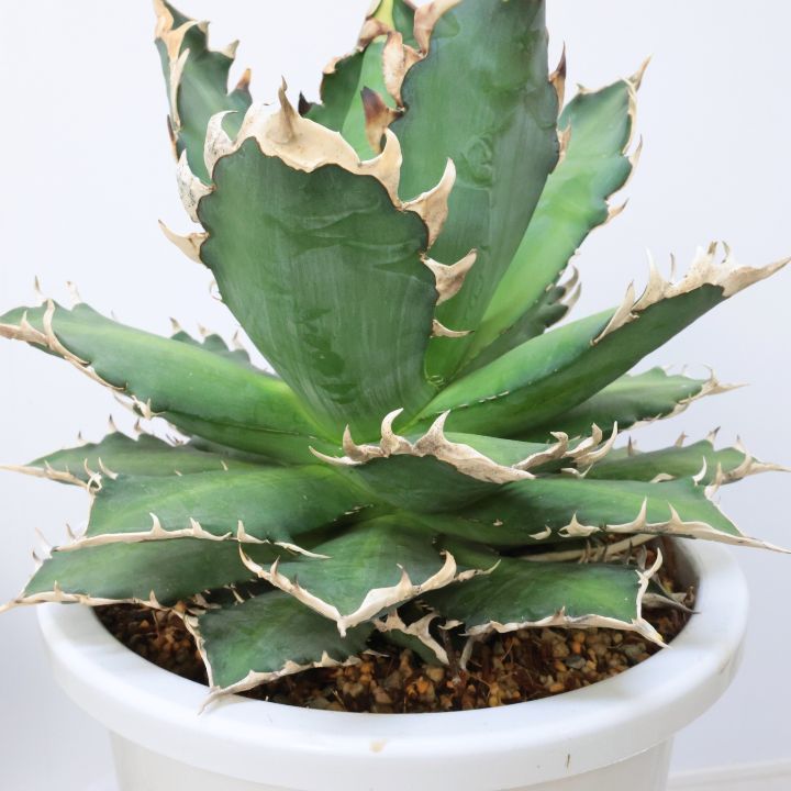 楽天市場】多肉植物 アガベ 大株 チタノタ レッドキャットウィーズル