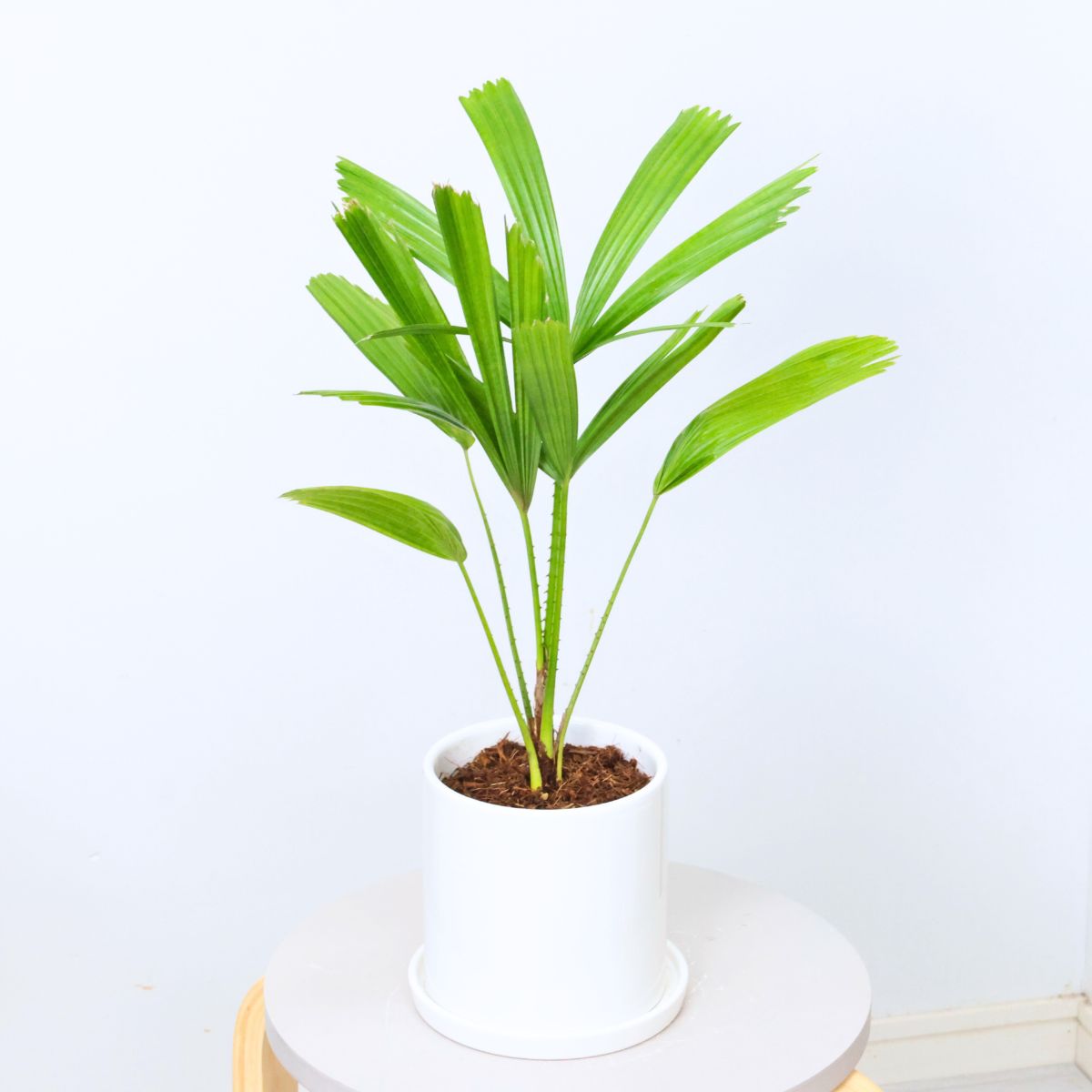 楽天市場】観葉植物 入手困難 ヤシの木 リクアラ スピノーサ 高さ約