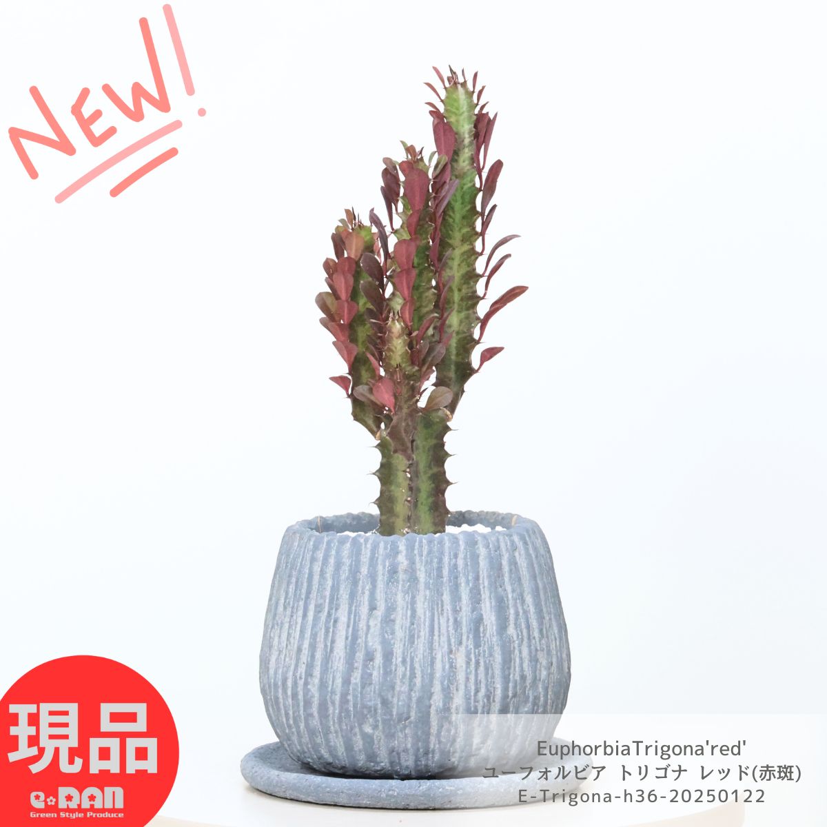 楽天市場】＼ポイント5倍／多肉植物 ユーフォルビア トリゴナ レッド