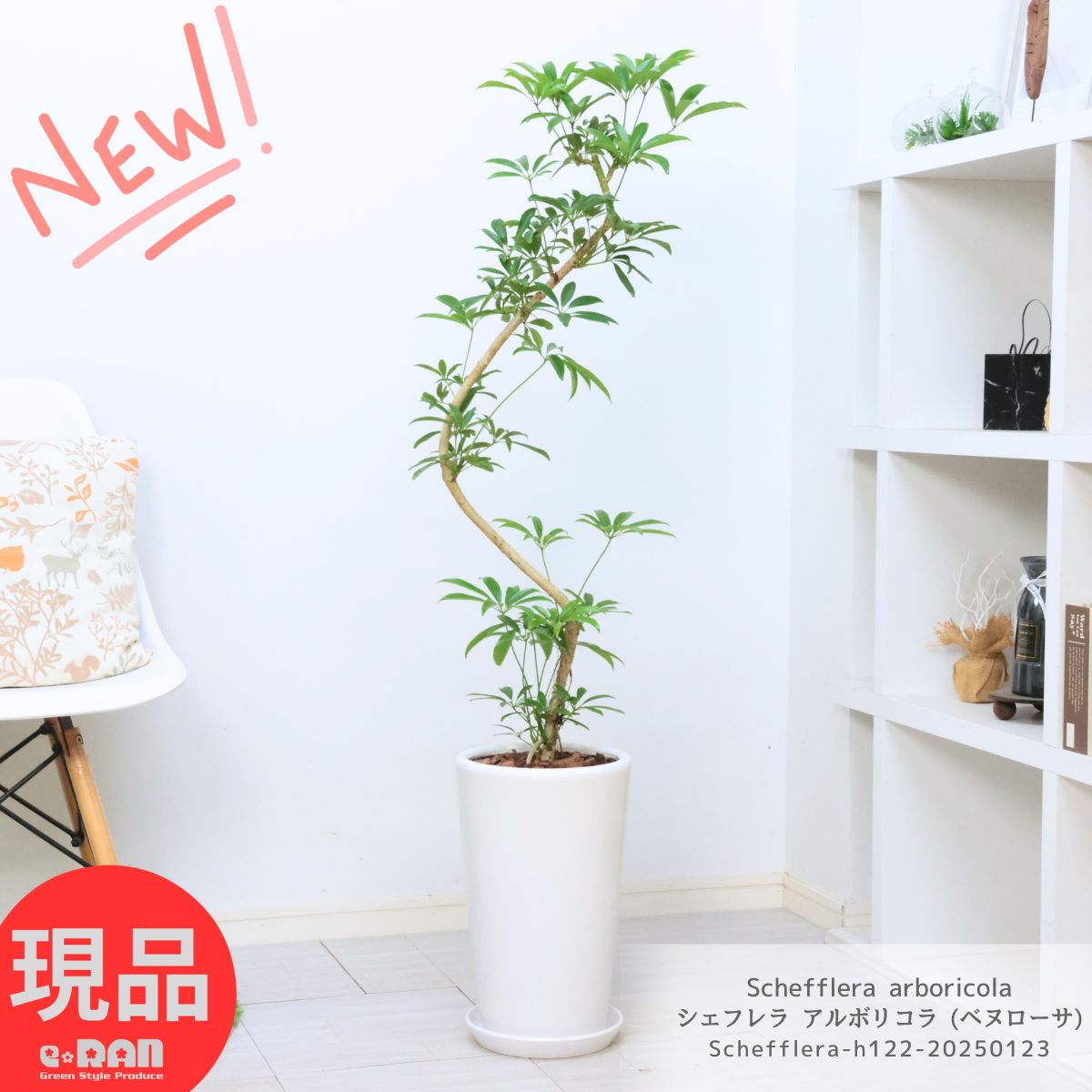 楽天市場】観葉植物 シェフレラ アルボリコラ (ベヌローサ) 高さ約