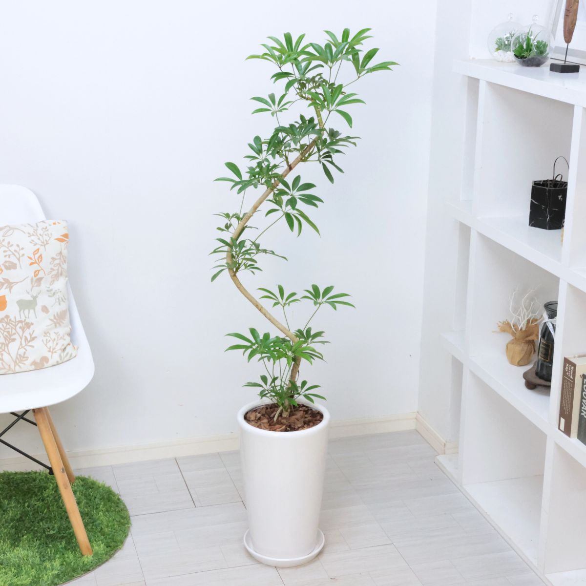 楽天市場】観葉植物 シェフレラ アルボリコラ (ベヌローサ) 高さ約