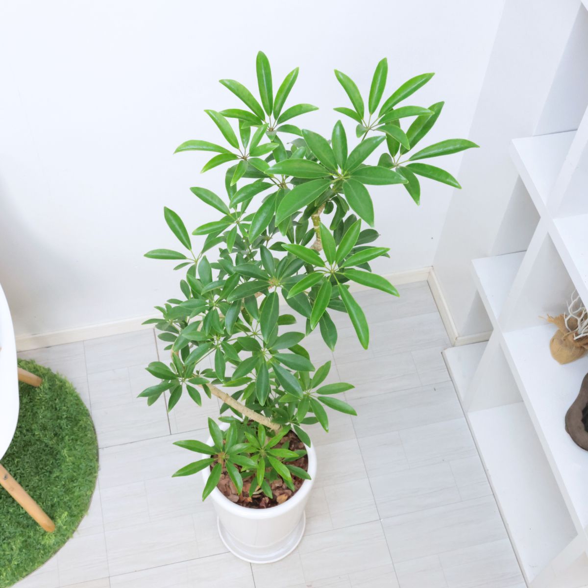 楽天市場】観葉植物 シェフレラ アルボリコラ (ベヌローサ) 高さ約