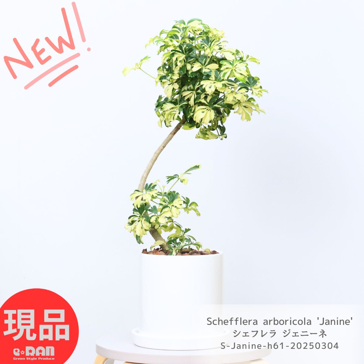 楽天市場】観葉植物 シェフレラ ジェニーネ 陶器鉢 高さ約61cm 5号