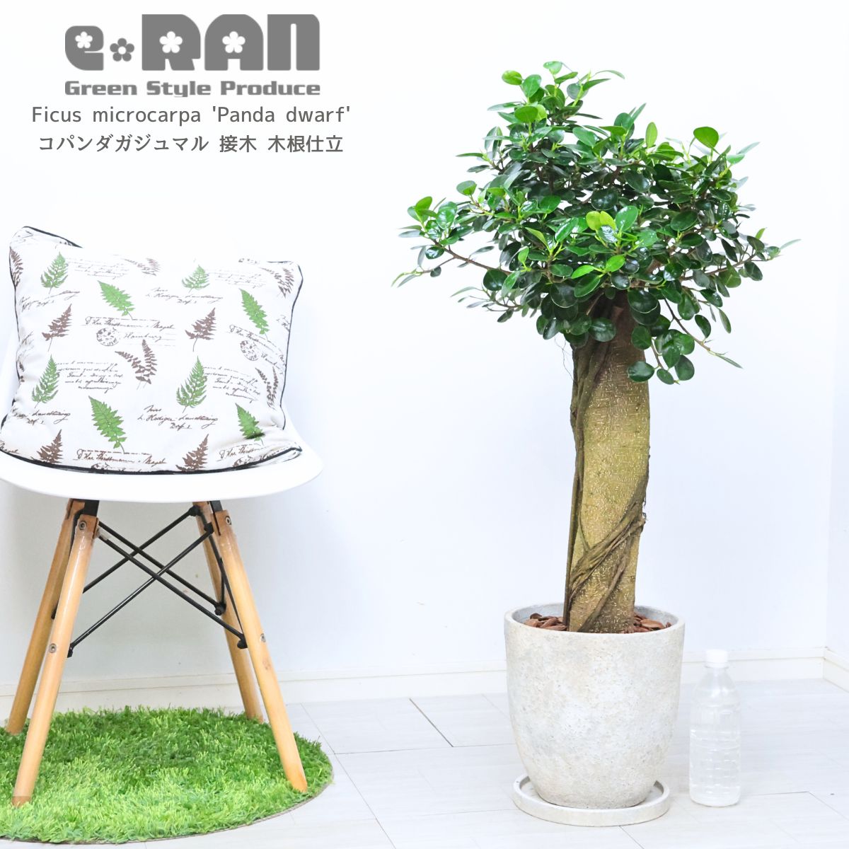 楽天市場】観葉植物 希少種 コパンダガジュマル 気根仕立 接木 8号