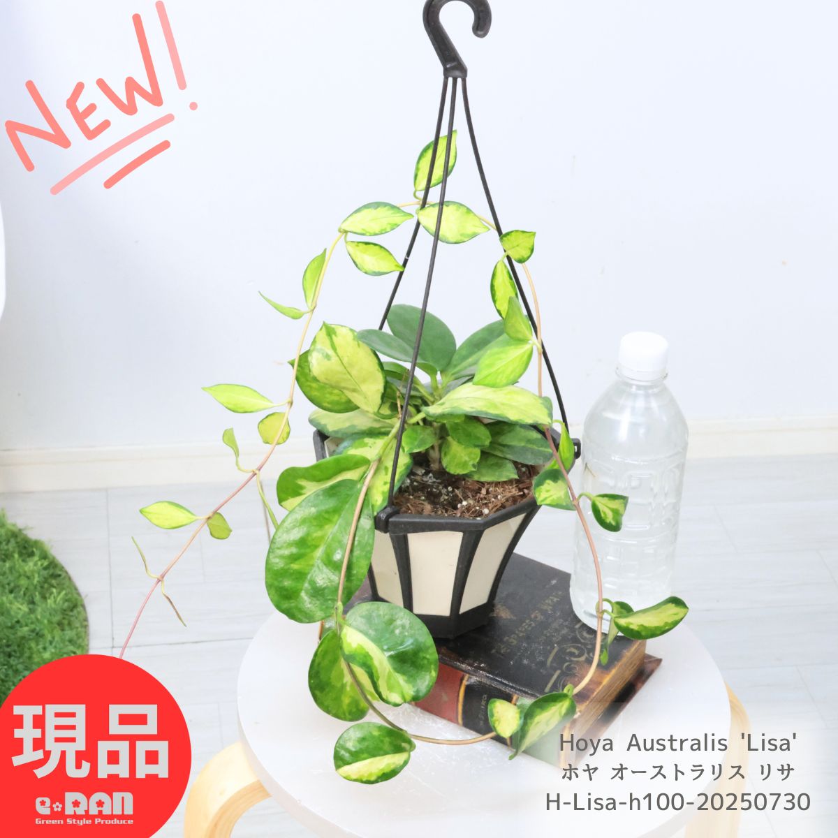 楽天市場】観葉植物 ハイブリッド種 ホヤ オーストラリス リサ 5号吊り