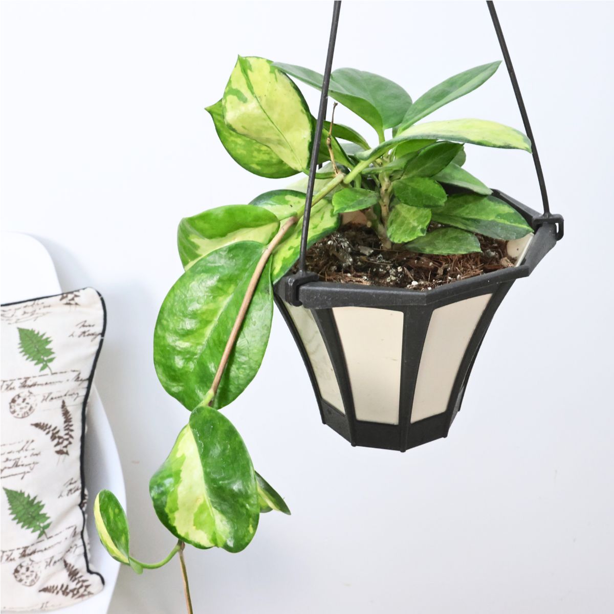 楽天市場】観葉植物 ハイブリッド種 ホヤ オーストラリス リサ 5号吊り