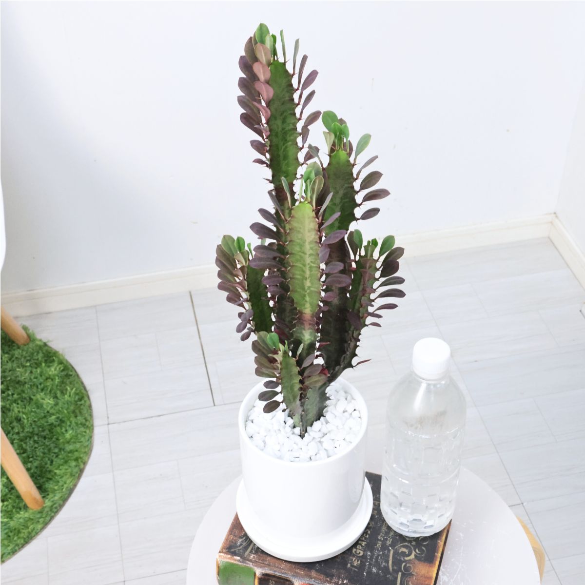 楽天市場】多肉植物 ユーフォルビア トリゴナ レッド(赤斑) 高さ約47cm